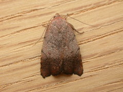 Tortricopsis semijunctella