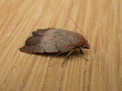 Tortricopsis semijunctella