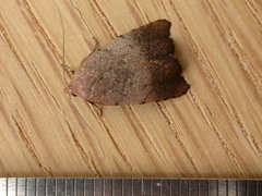 Tortricopsis semijunctella