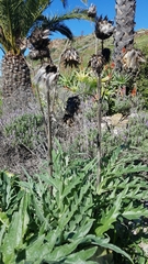 Cynara cardunculus cardunculus