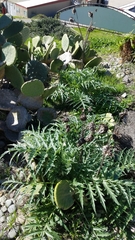 Cynara cardunculus cardunculus