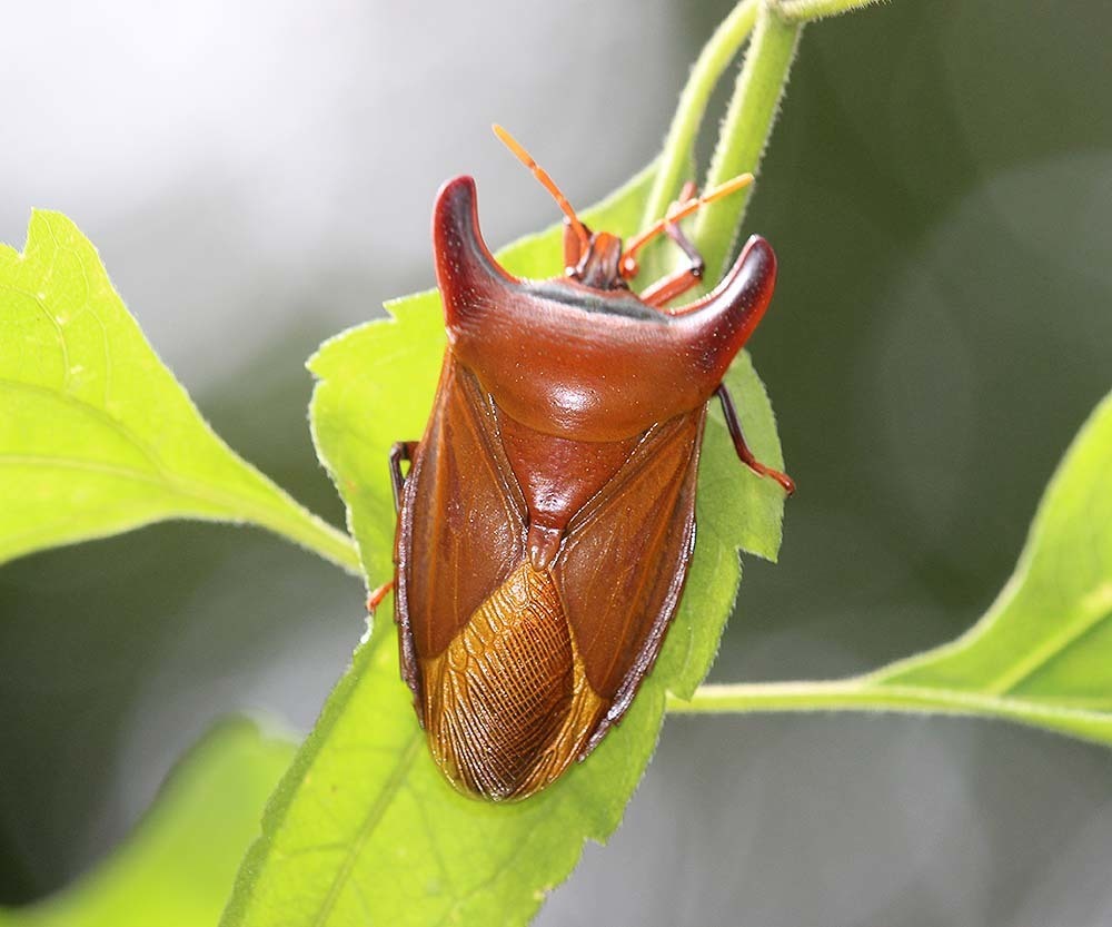 Amissus atlas