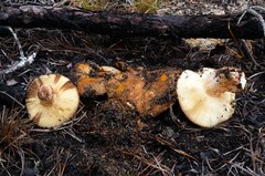Russula ventricosipes