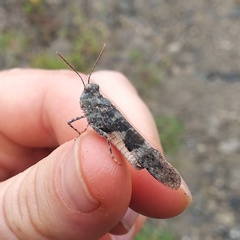 Trimerotropis andeana