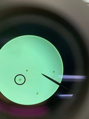 Micrasterias truncata