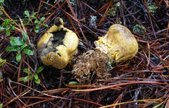 Scleroderma meridionale