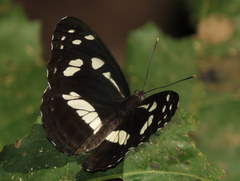 Phaedyma shepherdi