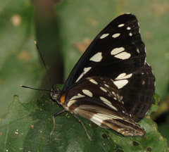 Phaedyma shepherdi