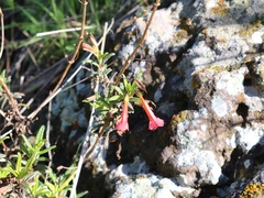 Diplacus parviflorus