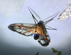 Cosmosoma cingulatum