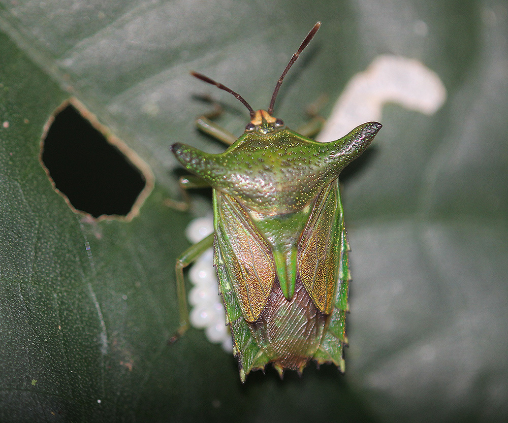 Pygoplatys firmatus