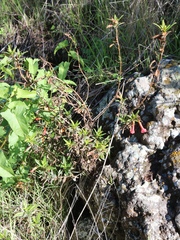 Diplacus parviflorus