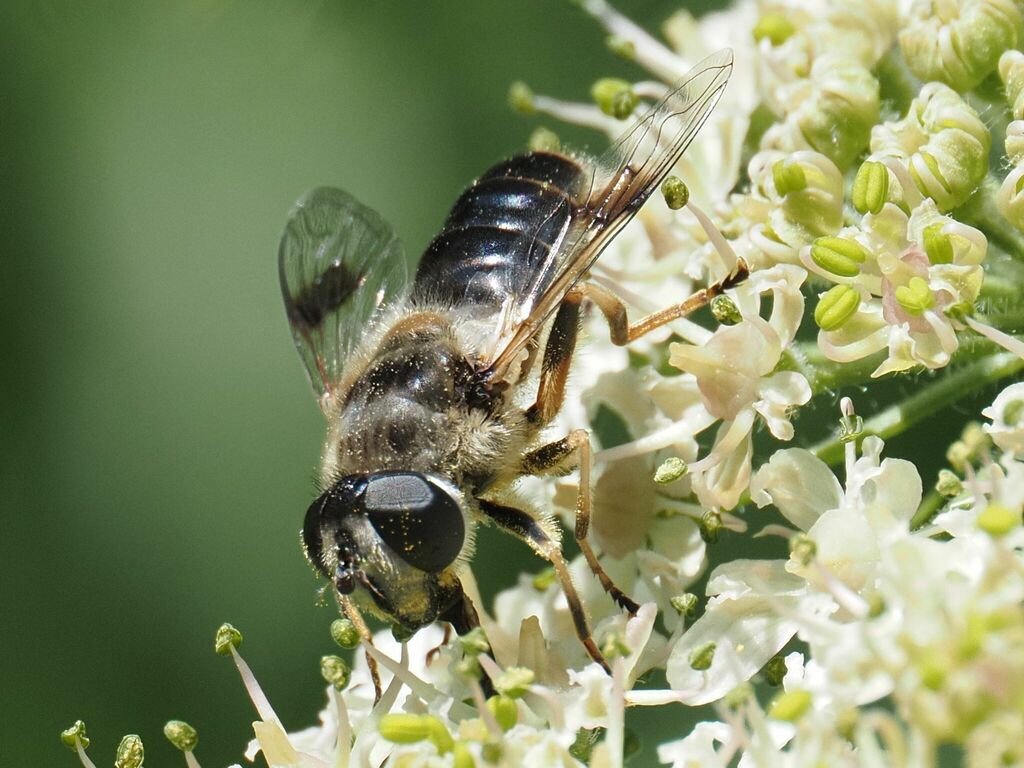 Eristalis alpina