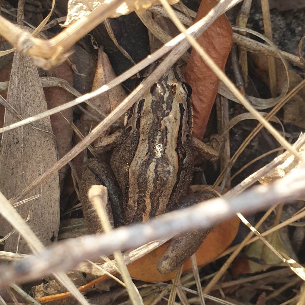 Striped Marsh Frog From Heathwood QLD 4110, Australia On August 24 ...