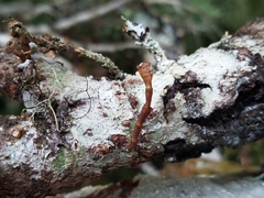 Arceuthobium tsugense