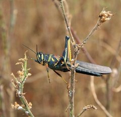 Schistocerca melanocera