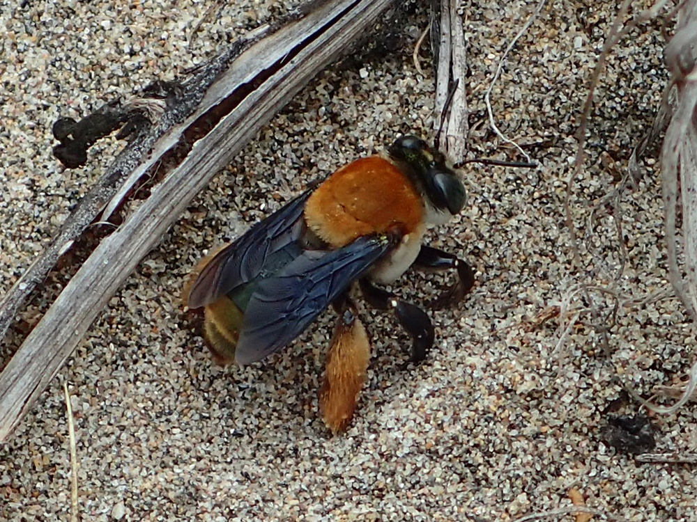 Crazy Beach Bee