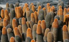 Brachycereus nesioticus