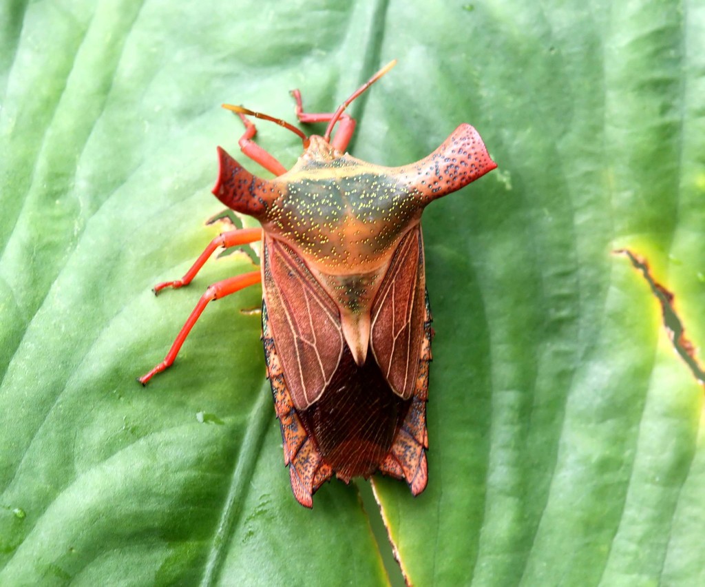 Pygoplatys validus