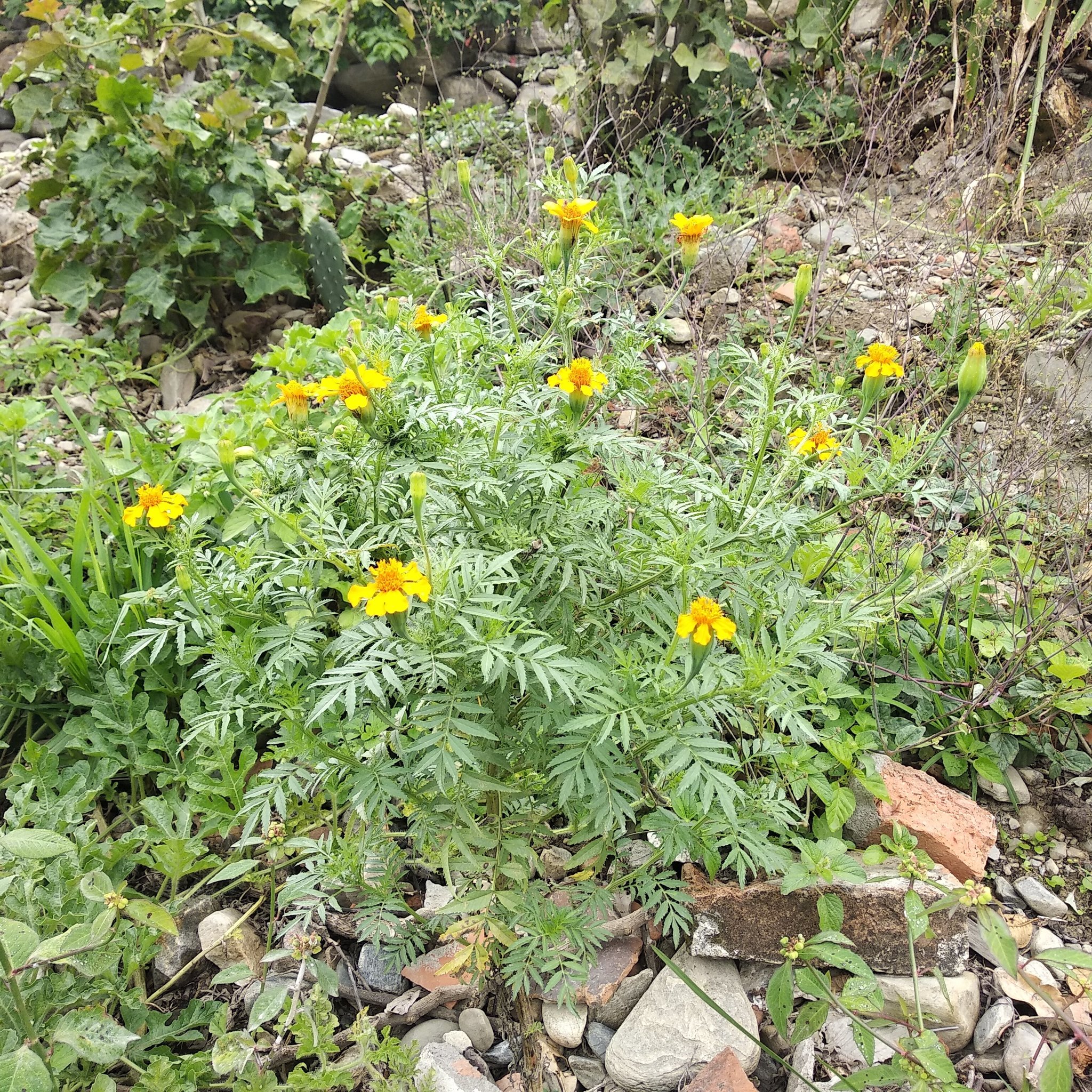 Tagetes image