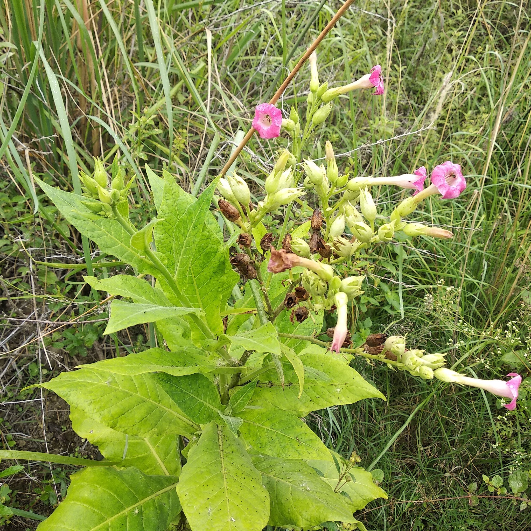 Nicotiana image