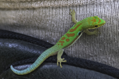 Lesser Madagascar Day Gecko photo 3