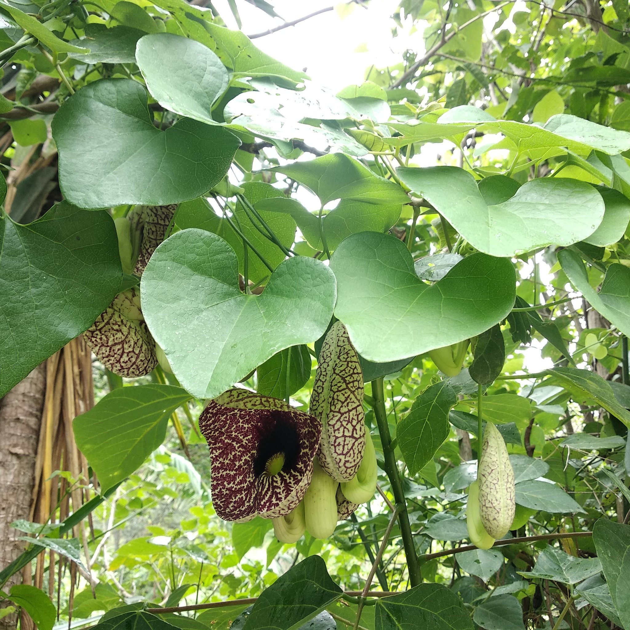 Aristolochia elegans image