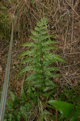 Asplenium appendiculatum appendiculatum