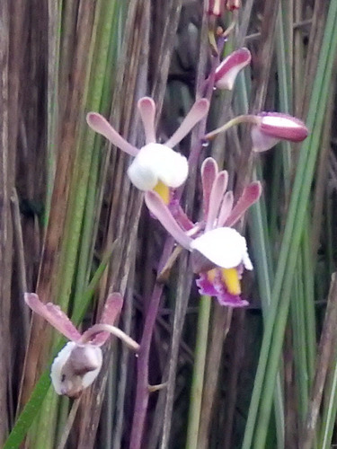 Eulophia caricifolia