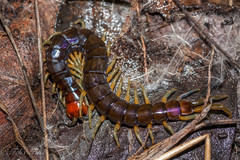 Cormocephalus hartmeyeri