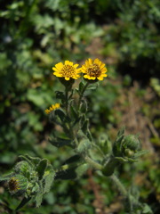 Layia hieracioides