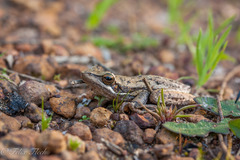 Litoria adelaidensis