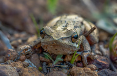 Litoria adelaidensis