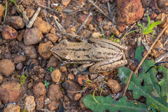 Litoria adelaidensis