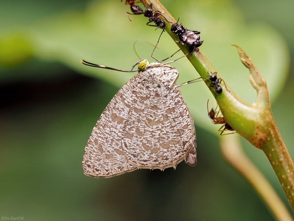 Allotinus corbeti