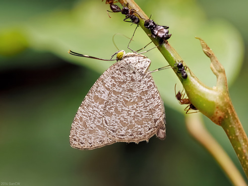 Allotinus corbeti