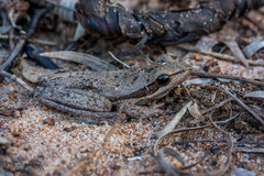 Litoria adelaidensis