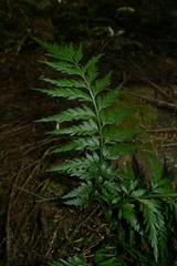 Asplenium appendiculatum appendiculatum