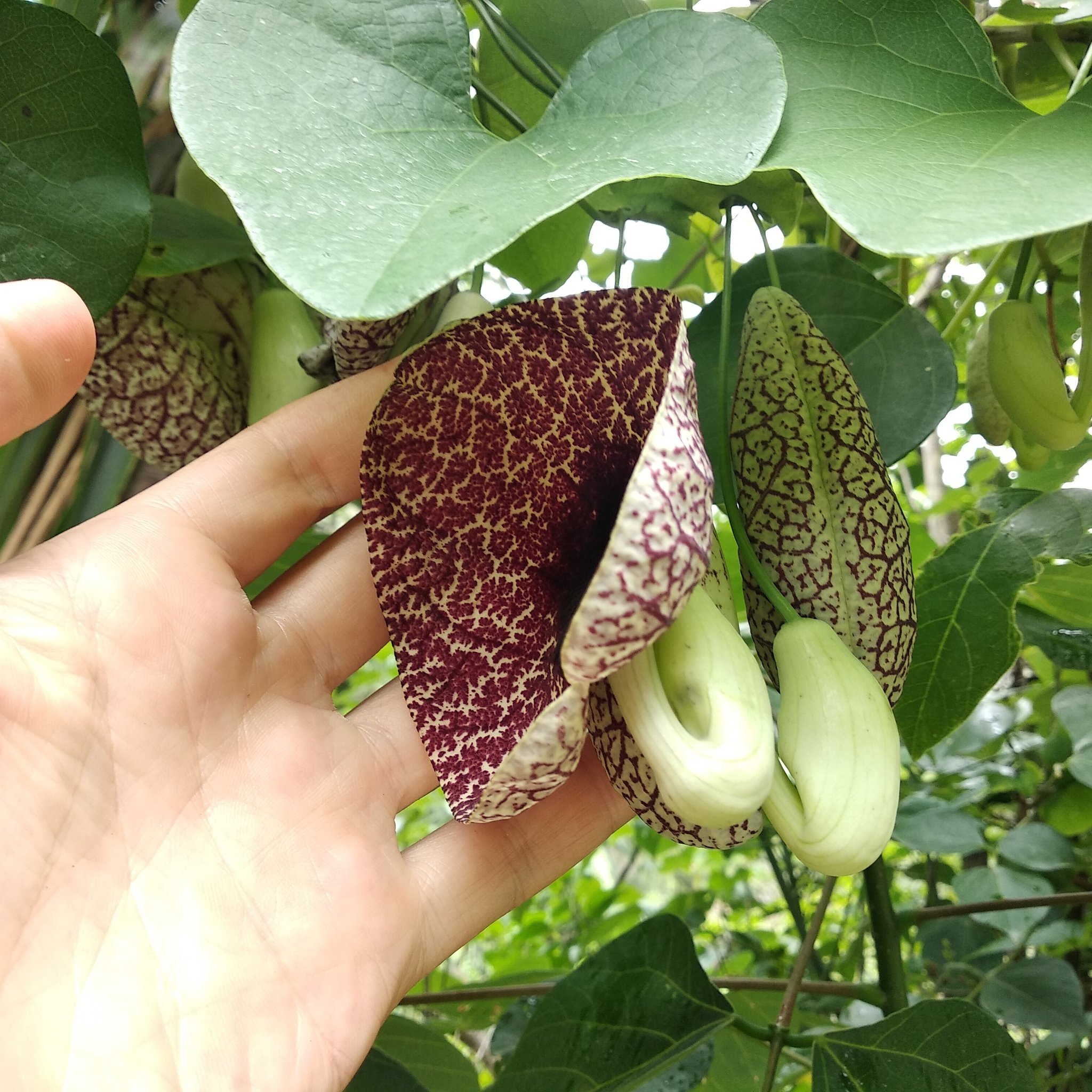 Aristolochia elegans image