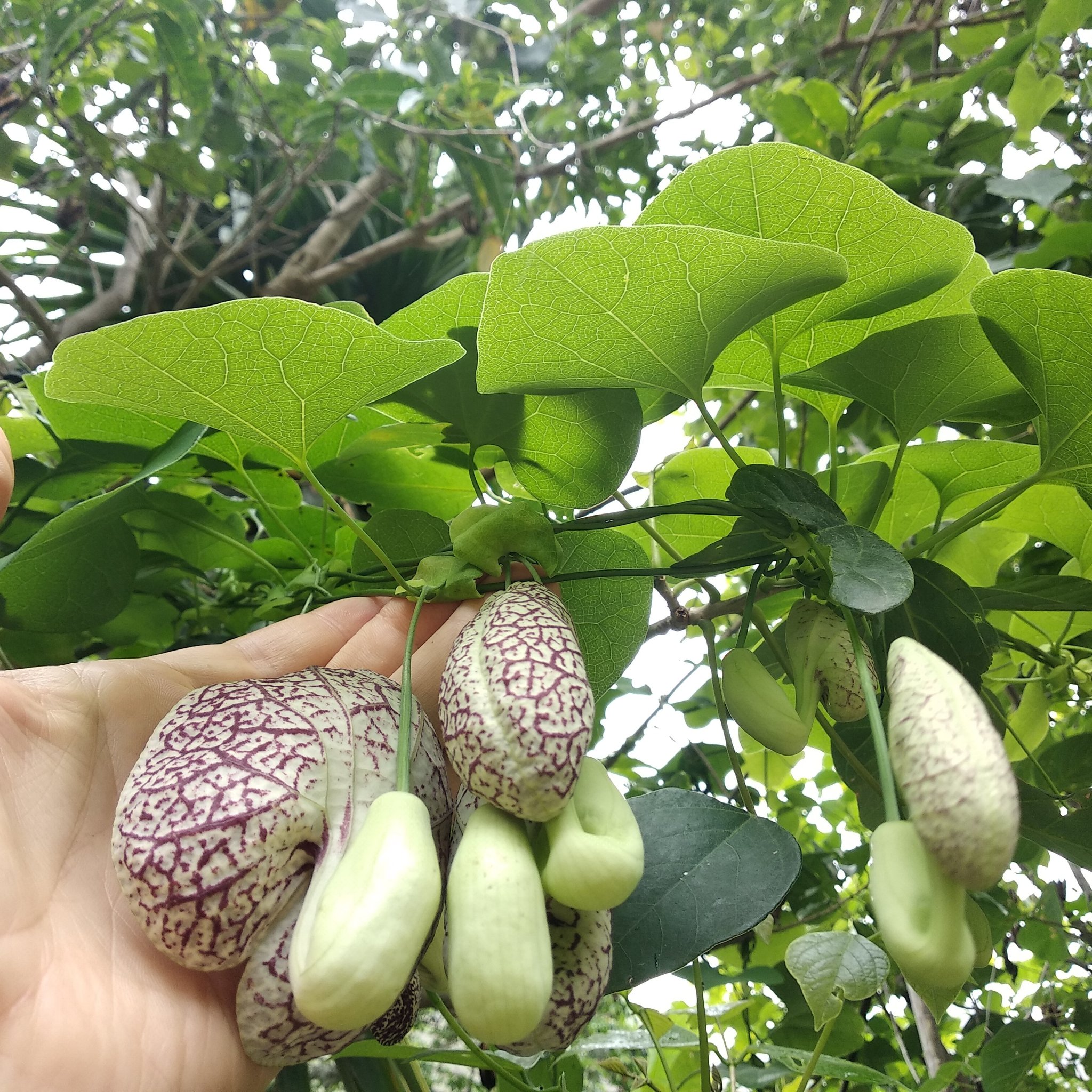 Aristolochia elegans image