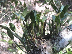 Guarianthe