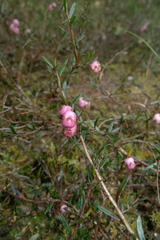 Gaultheria macrostigma