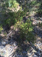 Hibbertia hypericoides