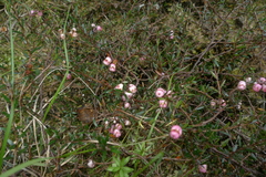 Gaultheria macrostigma