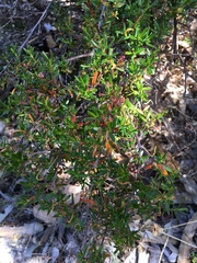 Hibbertia hypericoides