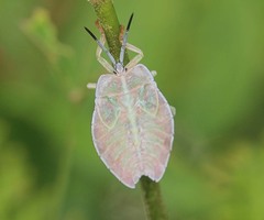 Tessaratomidae