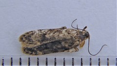 Chionodes thoraceochrella