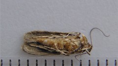 Chionodes thoraceochrella