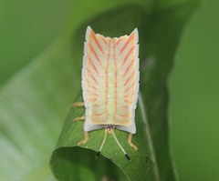 Tessaratomidae