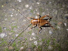 Ceuthophilus californianus